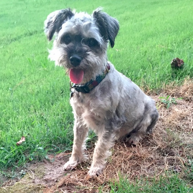 Blitz sitting on grass